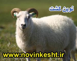 سی دی کامل پرورش گوسفند با کتاب رایگان