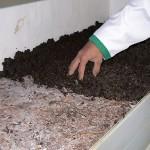 خاک پوششی قارچ